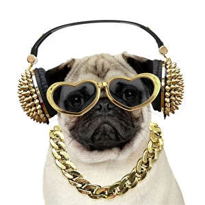 Pug dog wearing gold headphones and heart shaped sunglasses