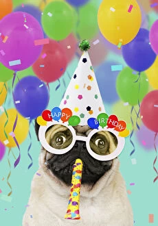 Balloons Gallery: Pug dog, wearing party hat, Happy Birthday sunglasses