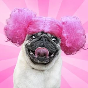 Pug dog wearing a pink wig and sticking out its tongue