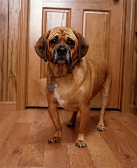 Puggle Dog - a crossbreed between a Beagle & a Pug Puggle Dog - a crossbreed between a Beagle & a Pug