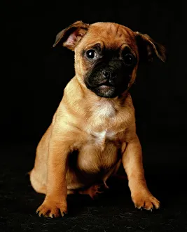 Puggle Dog - a crossbreed between a Beagle & a Pug, puppy Puggle Dog - a crossbreed between a Beagle & a Pug, puppy