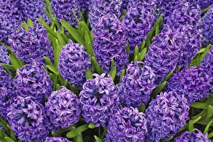 Purple hyacinth flowers, Keukenhof Gardens