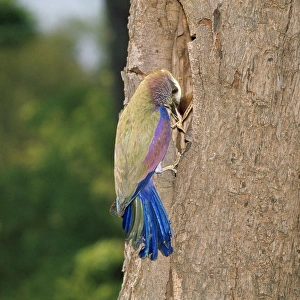 Purple Roller - with insect in beak Purple Roller - with insect in beak