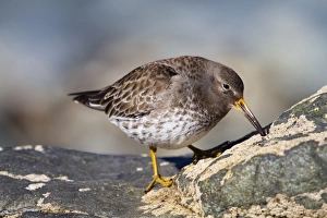Purple Sandpiper - at the coast Purple Sandpiper - at the coast