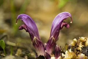 Purple toothwort - parasitic on poplars and other trees