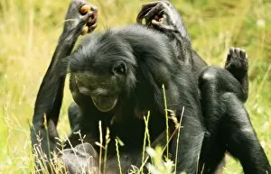 Pygmy / Bonobo CHIMPANZEE - mating
