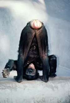 Pygmy / Bonobo Chimpanzee - mooning keeper for attention