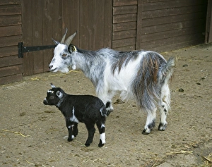 Pygmy Goat & kid in farm yard Pygmy Goat & kid in farm yard