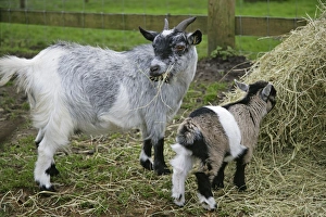 Pygmy Goat & kid in farm yard eating hay Pygmy Goat & kid in farm yard eating hay