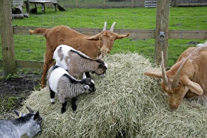 Pygmy and Golden Guernsey Goats eating hay Pygmy and Golden Guernsey Goats eating hay