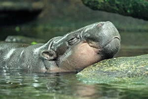 Images Dated 15th November 2007: Pygmy Hippopotamus - in water