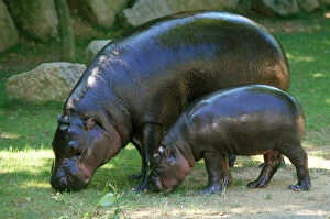 Images Dated 10th October 2007: Pygmy Hippopotamus - & young