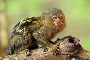 Images Dated 5th February 2007: Pygmy Marmoset Amazon Forest, Leticia, Colombia