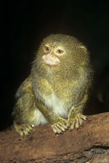 Pygmy Marmoset - worlds smallest Monkey