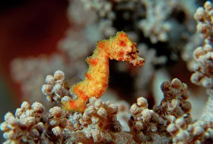 Pygmy Seahorse - this is a new kind of Pigmy seahorse discovered in Walea Pygmy Seahorse - this is a new kind of Pigmy seahorse discovered in Walea