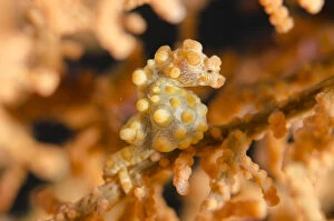 Pygmy Seahorse - on sea fan - Tanjung Tebal dive