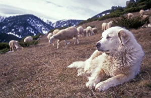 Images Dated 4th November 2008: Pyrenean Mountain Dog - Protecting sheep - Pyrenees France
