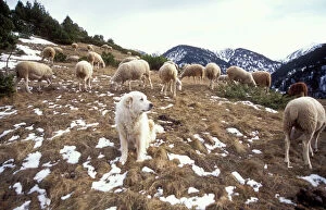 Pyrenean Mountain DOG - protecting sheep