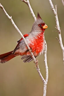 Images Dated 29th November 2010: Pyrrhuloxia (Cardinalis sinuatus) male perched