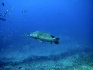 Images Dated 6th October 2004: Queensland Grouper - 250 K grouper with pilot fish, rarely seen. Shark Reef, Fiji Islands