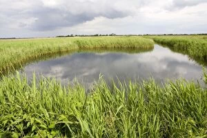 Reedbed Gallery: Quiet pool in reedbeds