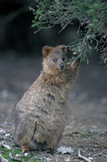 Quokka - Eating from shrubby bush Quokka - Eating from shrubby bush