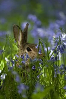 Rabbit amongst Bluebells