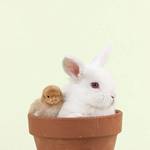 RABBIT & CHICK - Mini Ivory Satin Rabbit sitting in flower pot with chicks RABBIT & CHICK - Mini Ivory Satin Rabbit sitting in flower pot with chicks