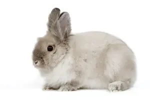 Lion Head Gallery of Photo Prints and Gifts