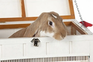 RABBIT - English lop in wooden pet carrier RABBIT - English lop in wooden pet carrier