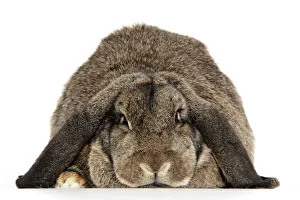 Rabbit. French lop ( agouti ) Rabbit. French lop ( agouti )