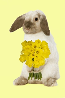 Rabbit - French Lop / Belier - with daffodils - Easter Rabbit - French Lop / Belier - with daffodils - Easter