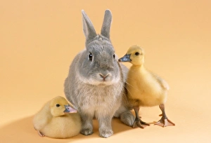 Rabbit - with Muscovy ducklings Rabbit - with Muscovy ducklings