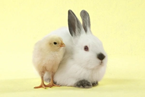RABBIT - Netherland dwarf himalayan baby rabbits sitting with a chick RABBIT - Netherland dwarf himalayan baby rabbits sitting with a chick