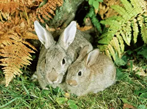 Images Dated 4th November 2010: Rabbit - parent & young