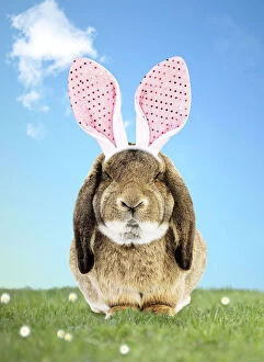 Rabbit wearing Bunny ears in spring scene