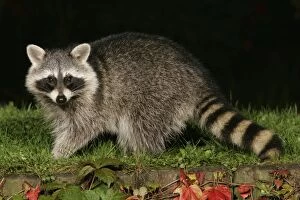 Images Dated 4th October 2004: Raccoon - In garden at night, searching for food in autumn. Lower Saxony, Germany