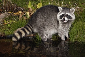 Raccoon - In garden pond at night, searching for food, autumn Raccoon - In garden pond at night, searching for food, autumn
