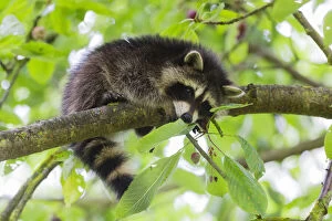 Raccoon, young animal resting on branch in cherry tree in garden, Hessen, Germany Date: 15-Jul-19