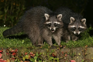 Raccoons - In garden at night, searching for food in autumn Raccoons - In garden at night, searching for food in autumn