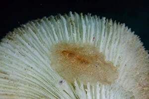 Raceflatworm on Mushroom Coral (Fungia sp)