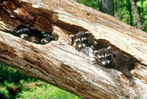 Images Dated 15th March 2010: Racoon - babies in hollow log - Northeastern USA