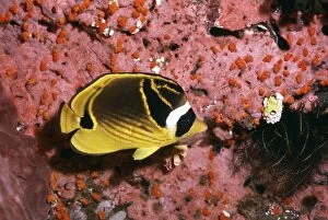 Images Dated 30th June 2004: Racoon Butterfly Fish Great Barrier Reef