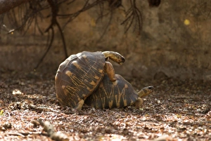Radiated tortoises - mating, captive Radiated tortoises - mating, captive