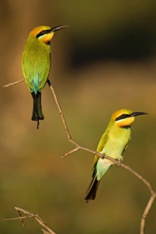Rainbow Bee-eater - two adults sitting on perch watching for insects to come by Rainbow Bee-eater - two adults sitting on perch watching for insects to come by