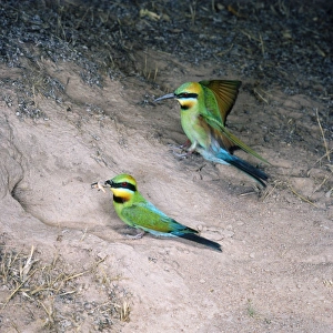 Rainbow Bee-eater - pair, one landing & other with insect in beak Rainbow Bee-eater - pair, one landing & other with insect in beak