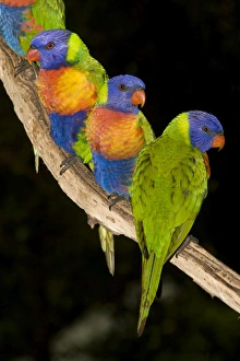 Rainbow Lorikeet Photos