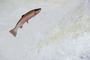 Rainbow Trout / Steelhead - jumping falls on Pacific Northwest river on migration to Rainbow Trout / Steelhead - jumping falls on Pacific Northwest river on migration to