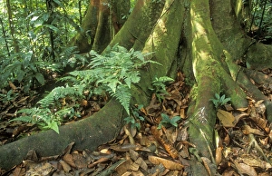 RAINFOREST - Buttress and Surface roots RAINFOREST - Buttress and Surface roots