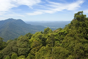 Rainforest canopy - view over the canopy of a subtropical rainforest towards the pacific Rainforest canopy - view over the canopy of a subtropical rainforest towards the pacific